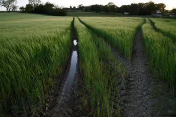 Dusk green wheatfields.jpg
